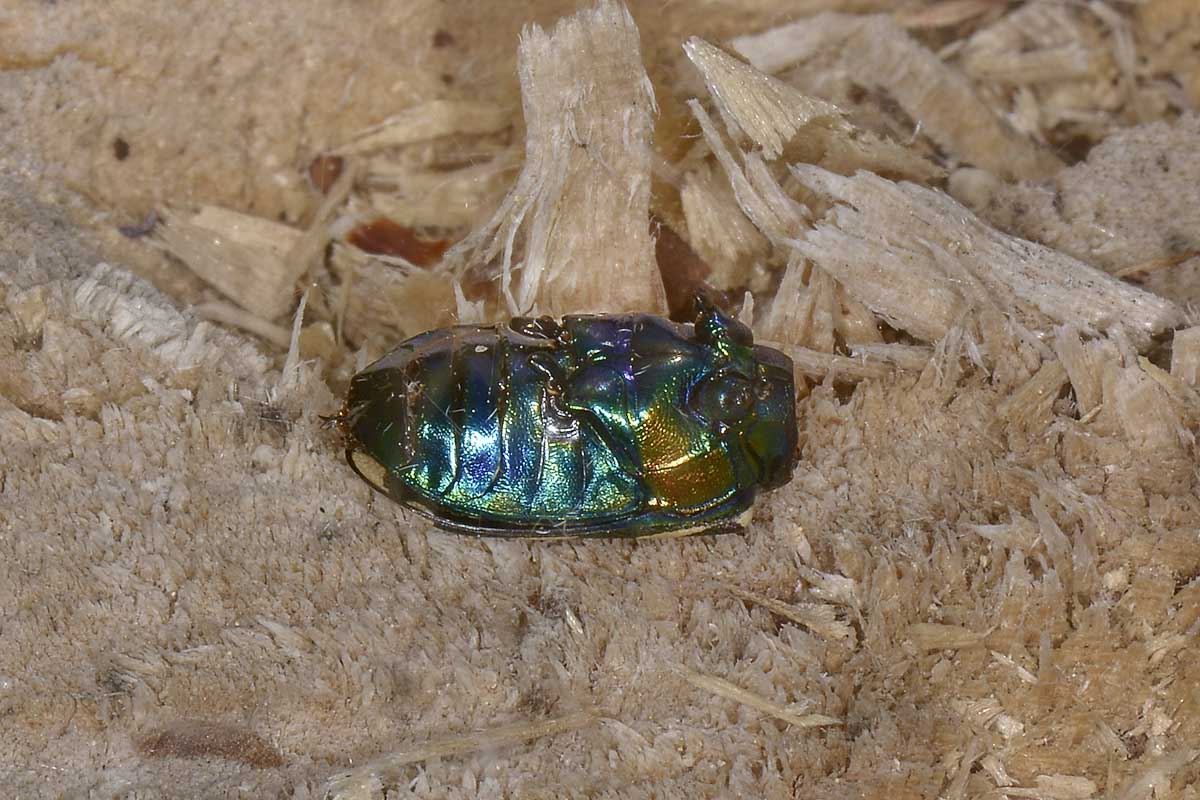 Ex Cicindela (prob. C. hybrida predata da Steatoda)